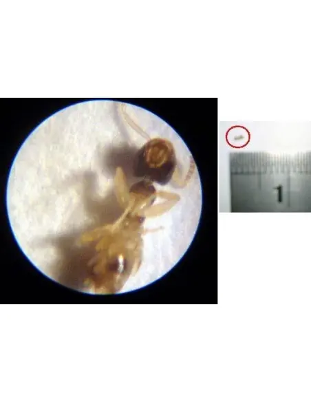 Lambalı Mikroskop 60X 100X