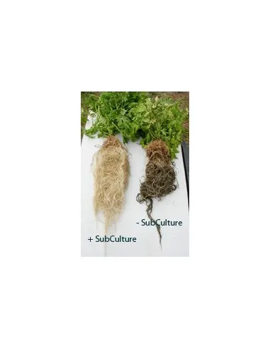 TrikoLogic Faydalı Bakteri 10 gr